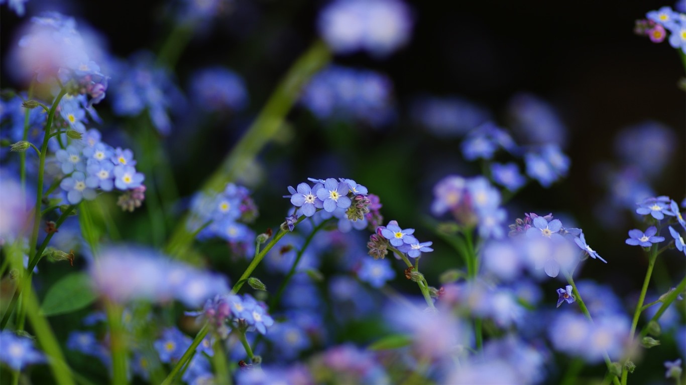 Belles fleurs fonds d'écran avec la rosée HD #26 - 1366x768