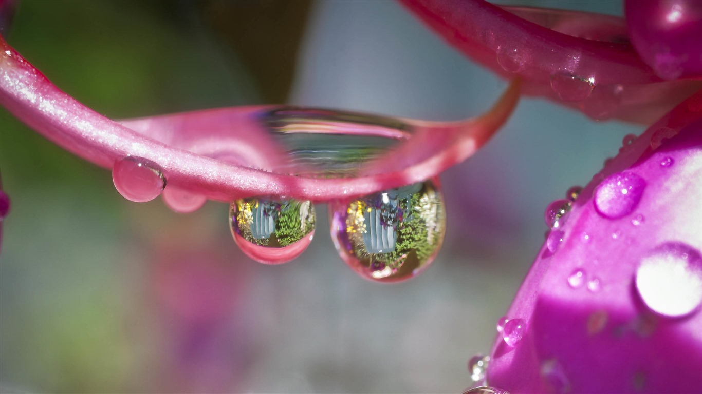 Belles fleurs fonds d'écran avec la rosée HD #27 - 1366x768