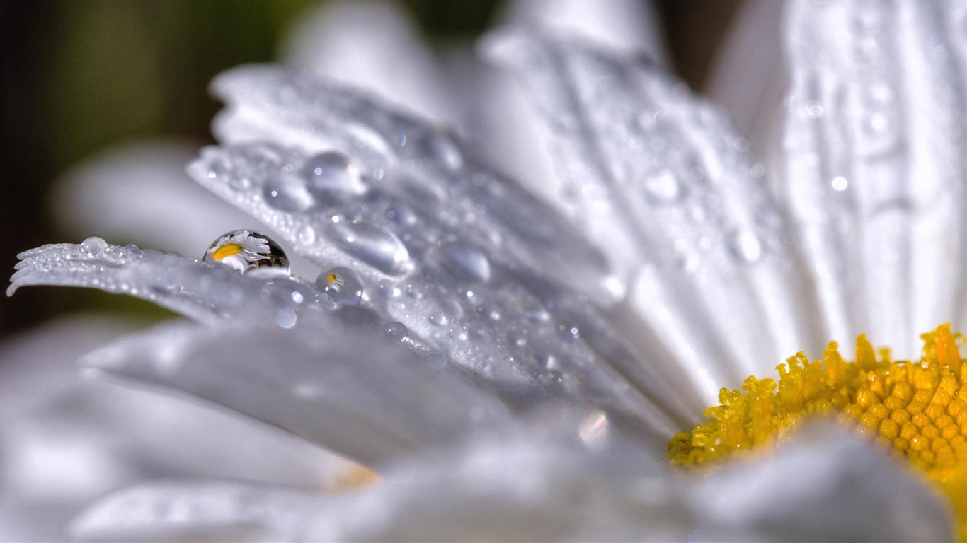 Hermosas flores con fondos de pantalla de alta definición de rocío #28 - 1366x768