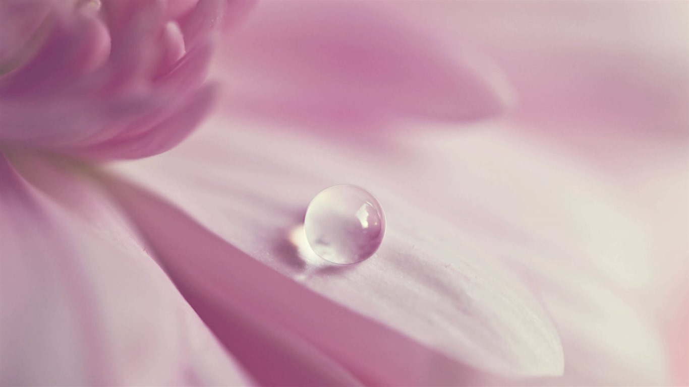 Beautiful flowers with dew HD wallpapers #29 - 1366x768
