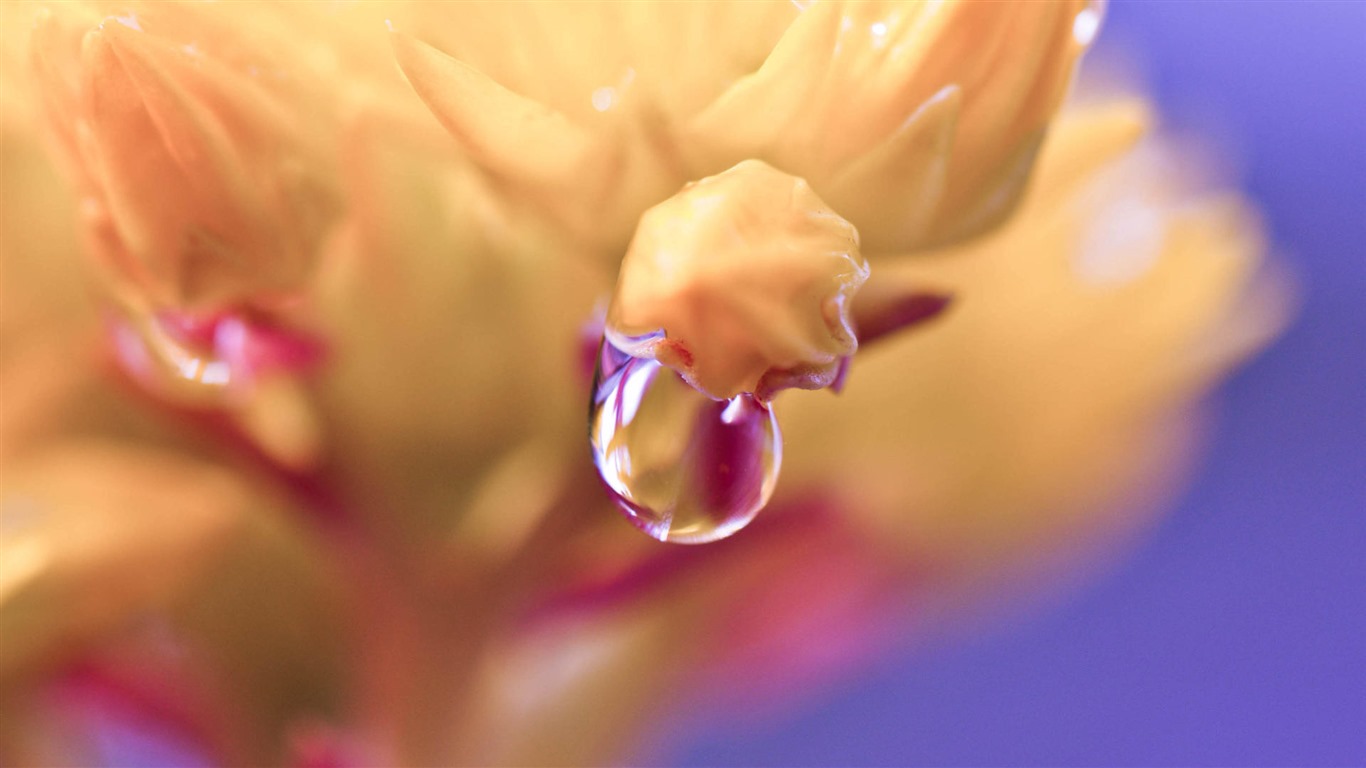 Belles fleurs fonds d'écran avec la rosée HD #30 - 1366x768