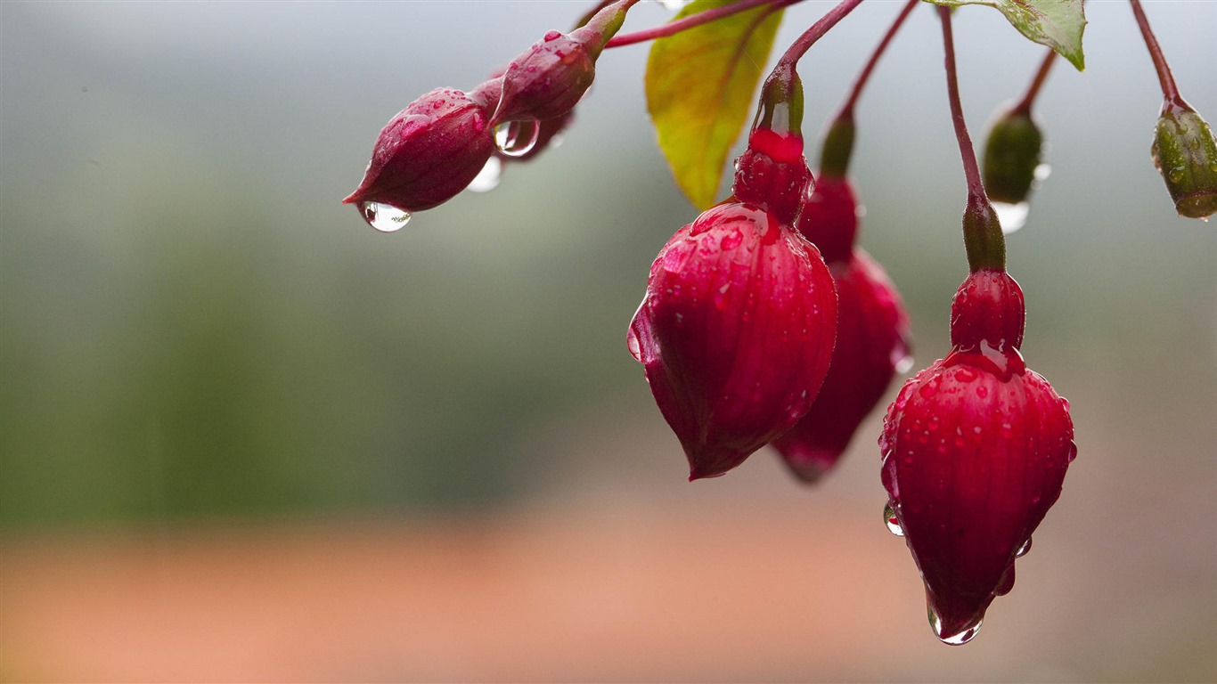 Belles fleurs fonds d'écran avec la rosée HD #31 - 1366x768