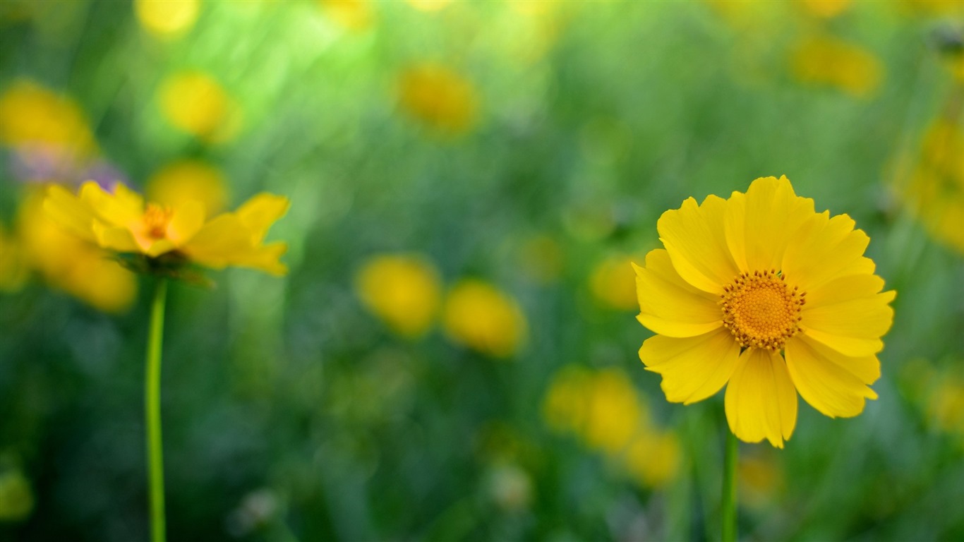 美麗的鮮花與露水 高清壁紙 #32 - 1366x768