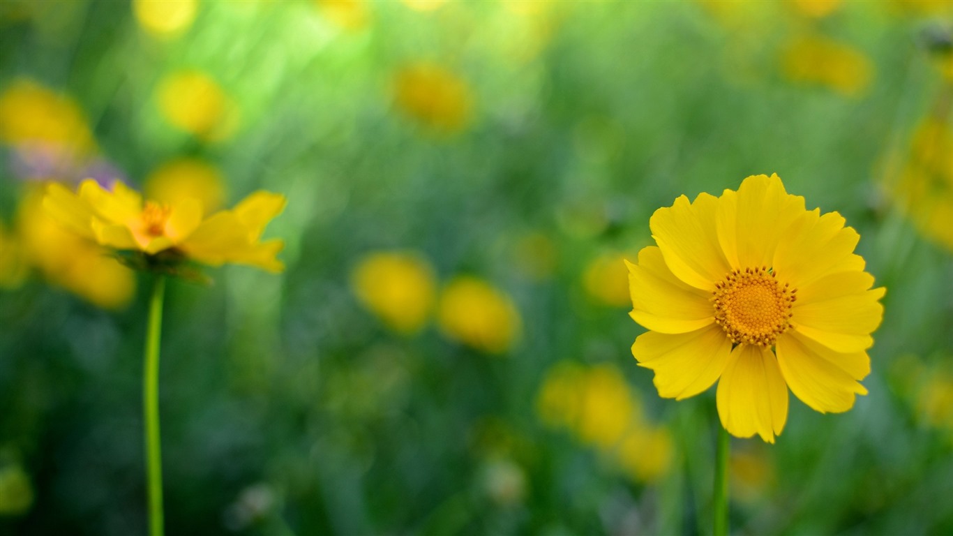 Belles fleurs fonds d'écran avec la rosée HD #32 - 1366x768