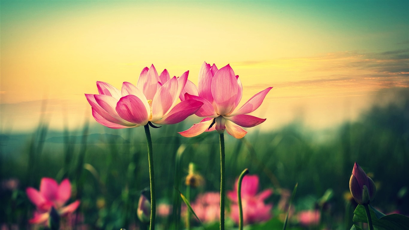 Belles fleurs fonds d'écran avec la rosée HD #33 - 1366x768