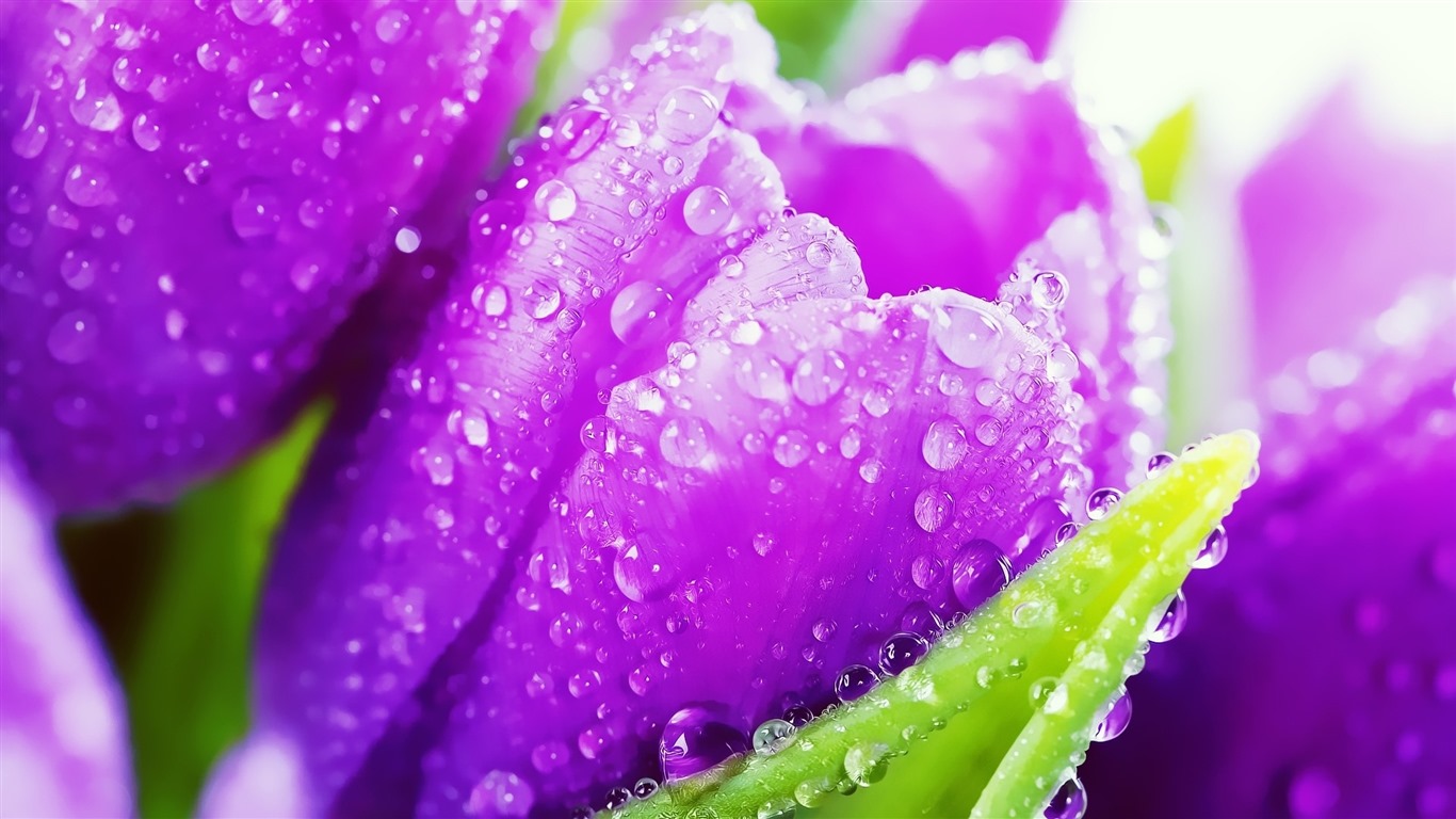 Beautiful flowers with dew HD wallpapers #34 - 1366x768