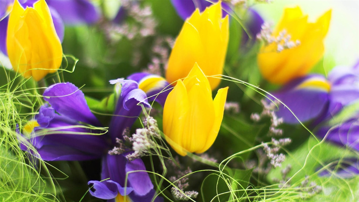 Fondos de pantalla HD de flores tulipanes frescos y coloridos #2 - 1366x768
