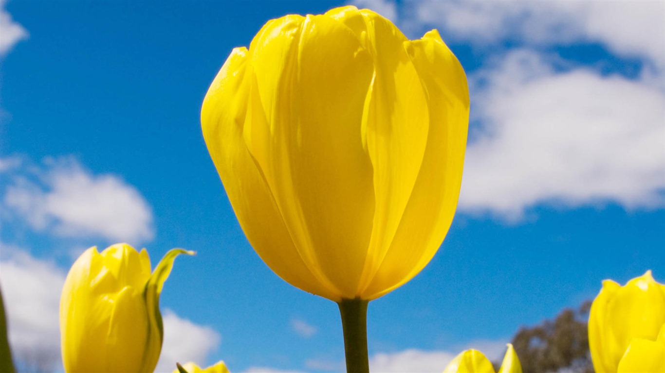 Fonds d'écran HD tulipes fleurs fraîches et colorées #3 - 1366x768