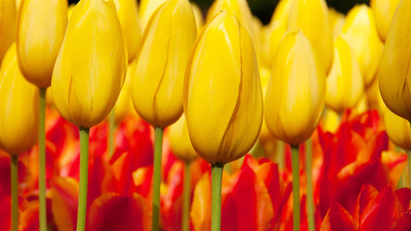 清新多彩的郁金香花 高清壁纸4 - 1366x768