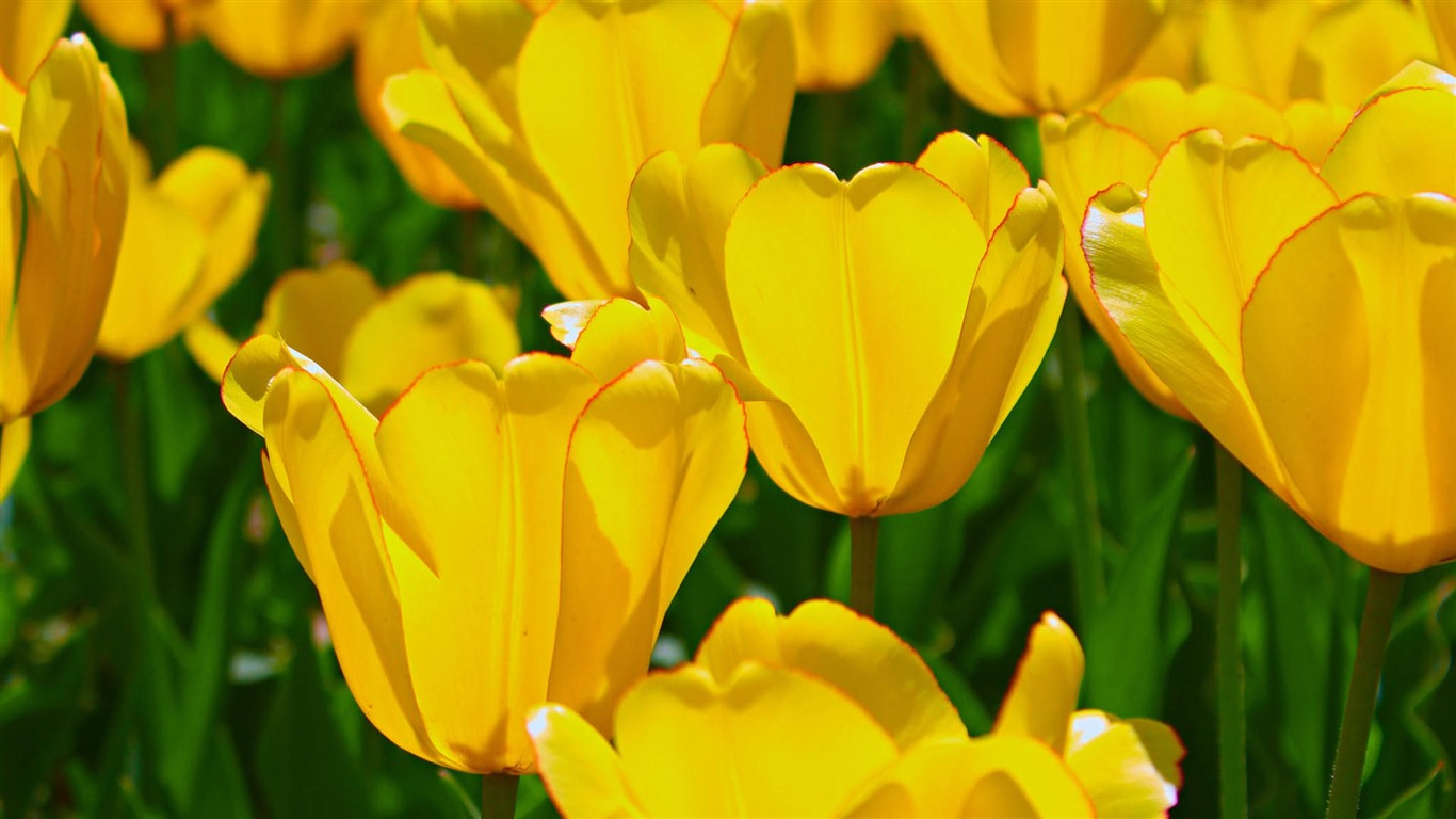 Čerstvé a barevné tulipány květinové HD tapety na plochu #5 - 1366x768