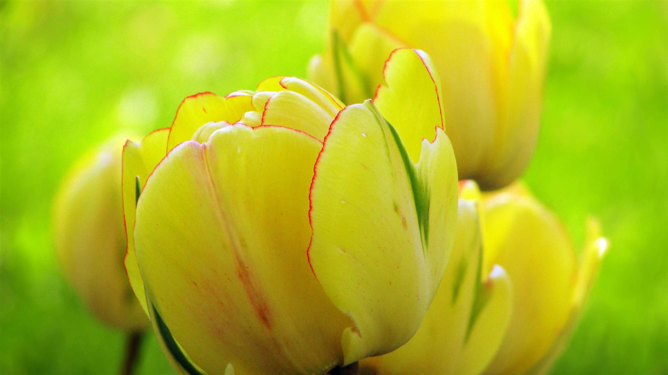 Fonds d'écran HD tulipes fleurs fraîches et colorées #6 - 1366x768