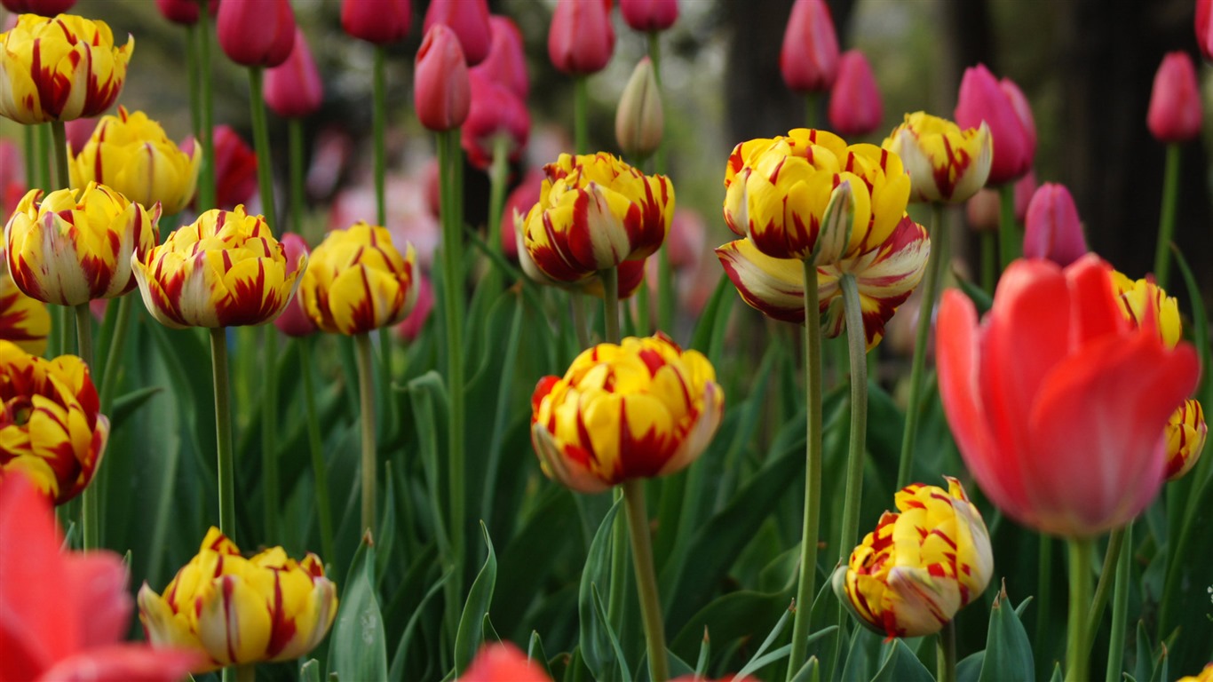 Fresh and colorful tulips flower HD wallpapers #7 - 1366x768