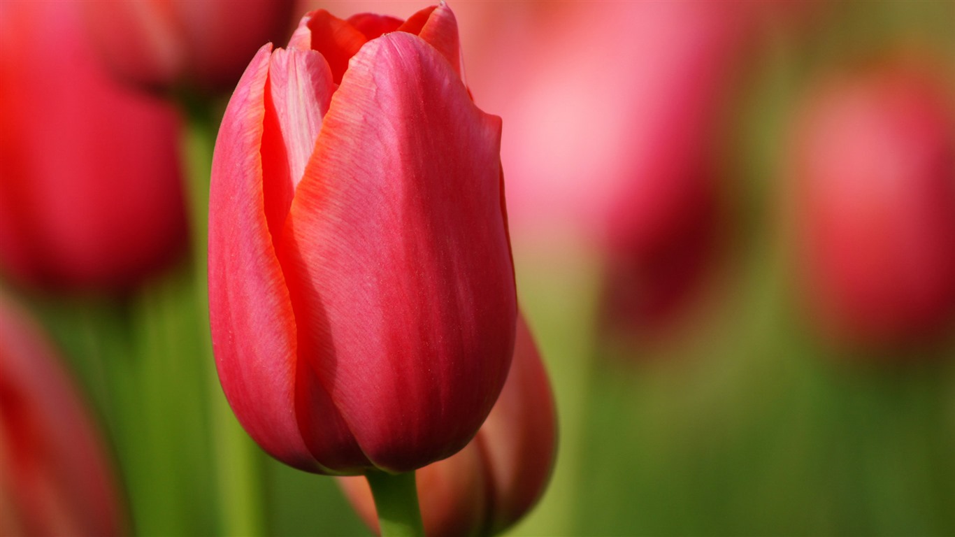 Fonds d'écran HD tulipes fleurs fraîches et colorées #8 - 1366x768