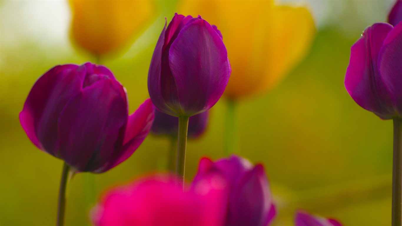 清新多彩的郁金香花 高清壁纸9 - 1366x768