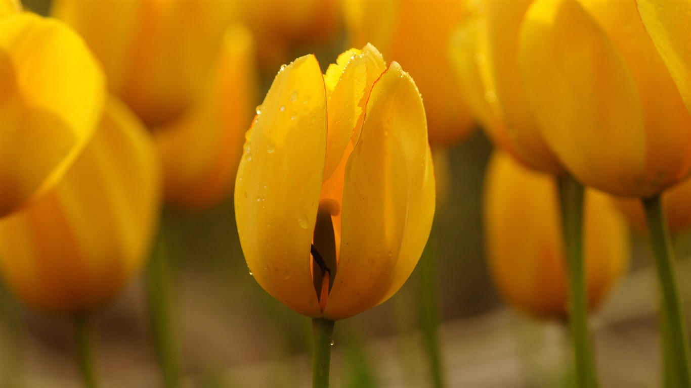 Fonds d'écran HD tulipes fleurs fraîches et colorées #10 - 1366x768