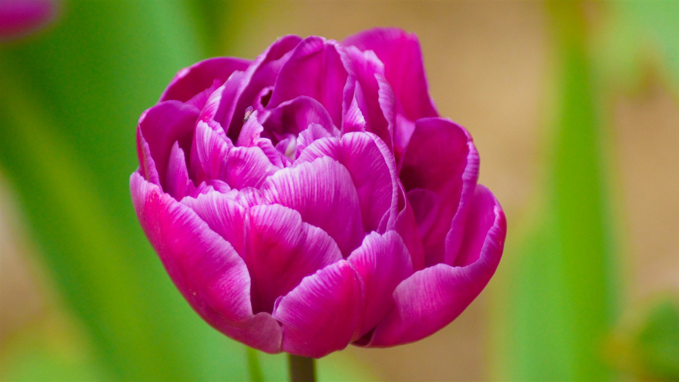 Fonds d'écran HD tulipes fleurs fraîches et colorées #11 - 1366x768