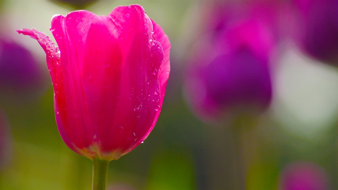 Fonds d'écran HD tulipes fleurs fraîches et colorées #12 - 1366x768