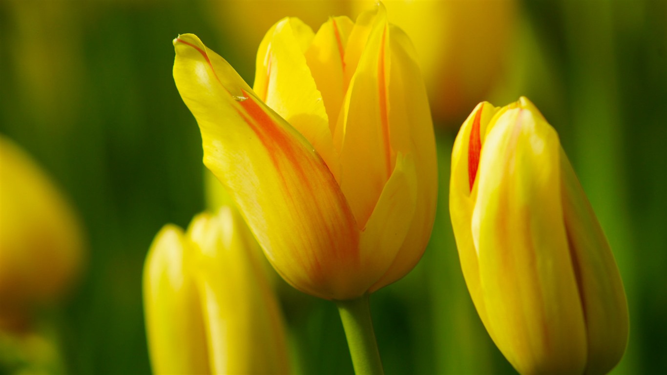Fonds d'écran HD tulipes fleurs fraîches et colorées #13 - 1366x768