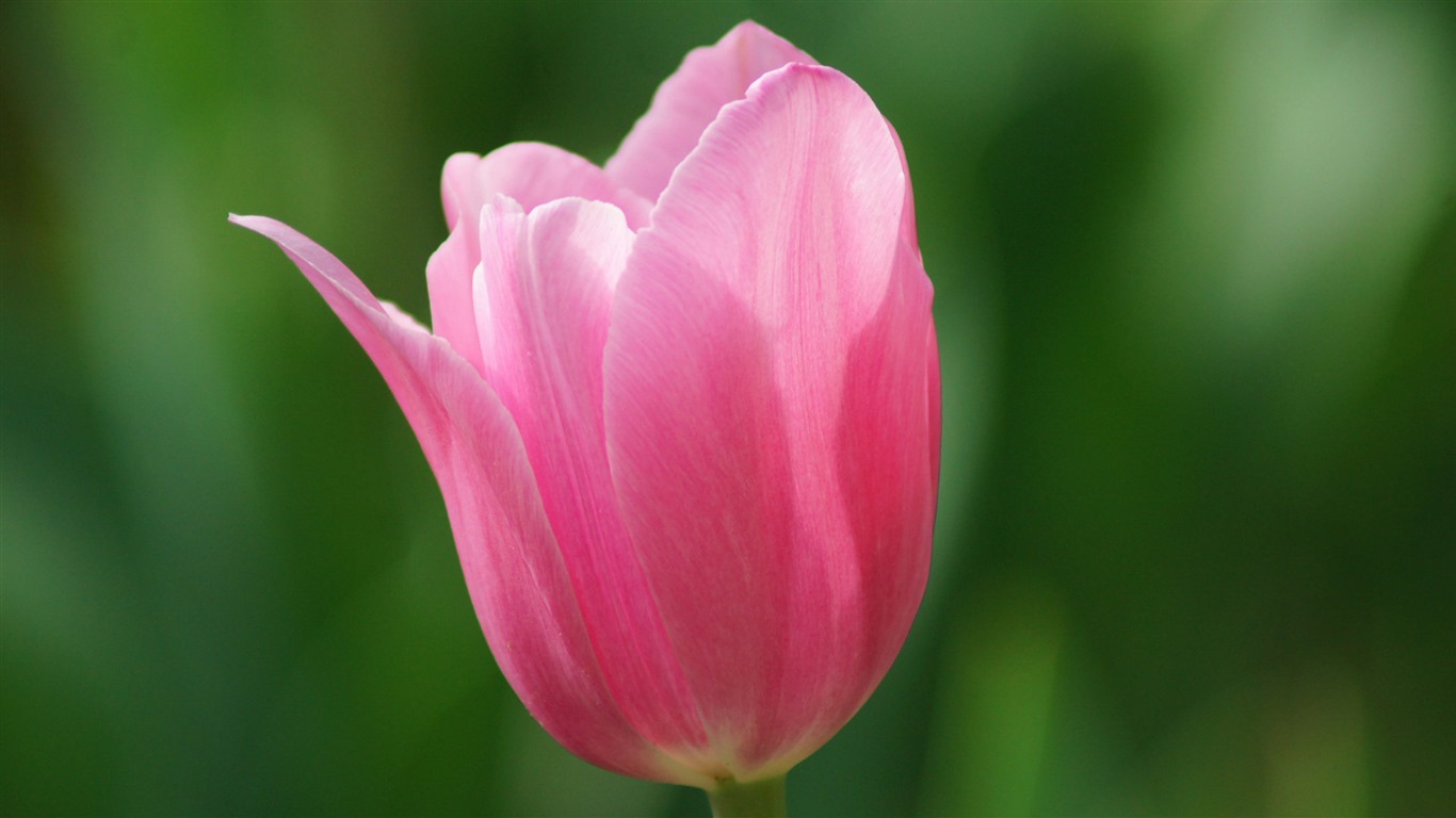 Čerstvé a barevné tulipány květinové HD tapety na plochu #14 - 1366x768