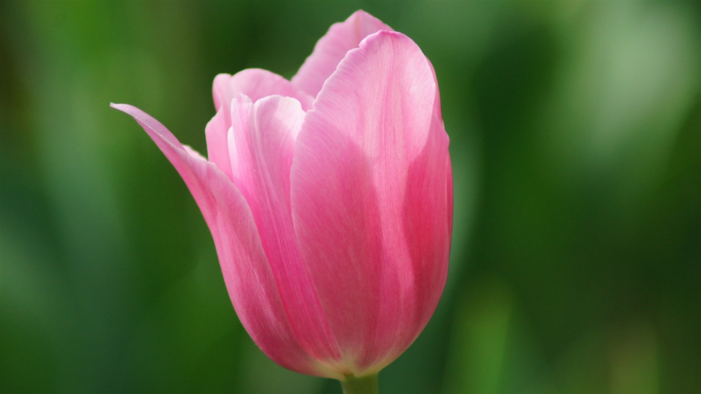 清新多彩的鬱金香花 高清壁紙 #14 - 1366x768