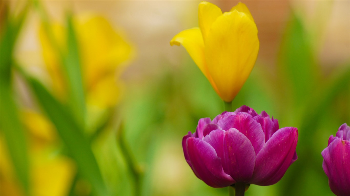 清新多彩的郁金香花 高清壁纸15 - 1366x768