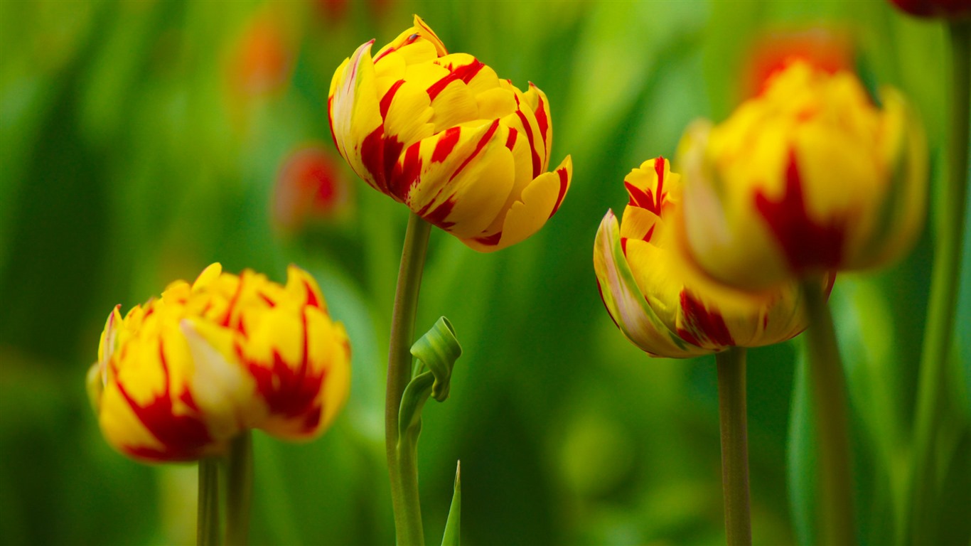 清新多彩的鬱金香花 高清壁紙 #16 - 1366x768