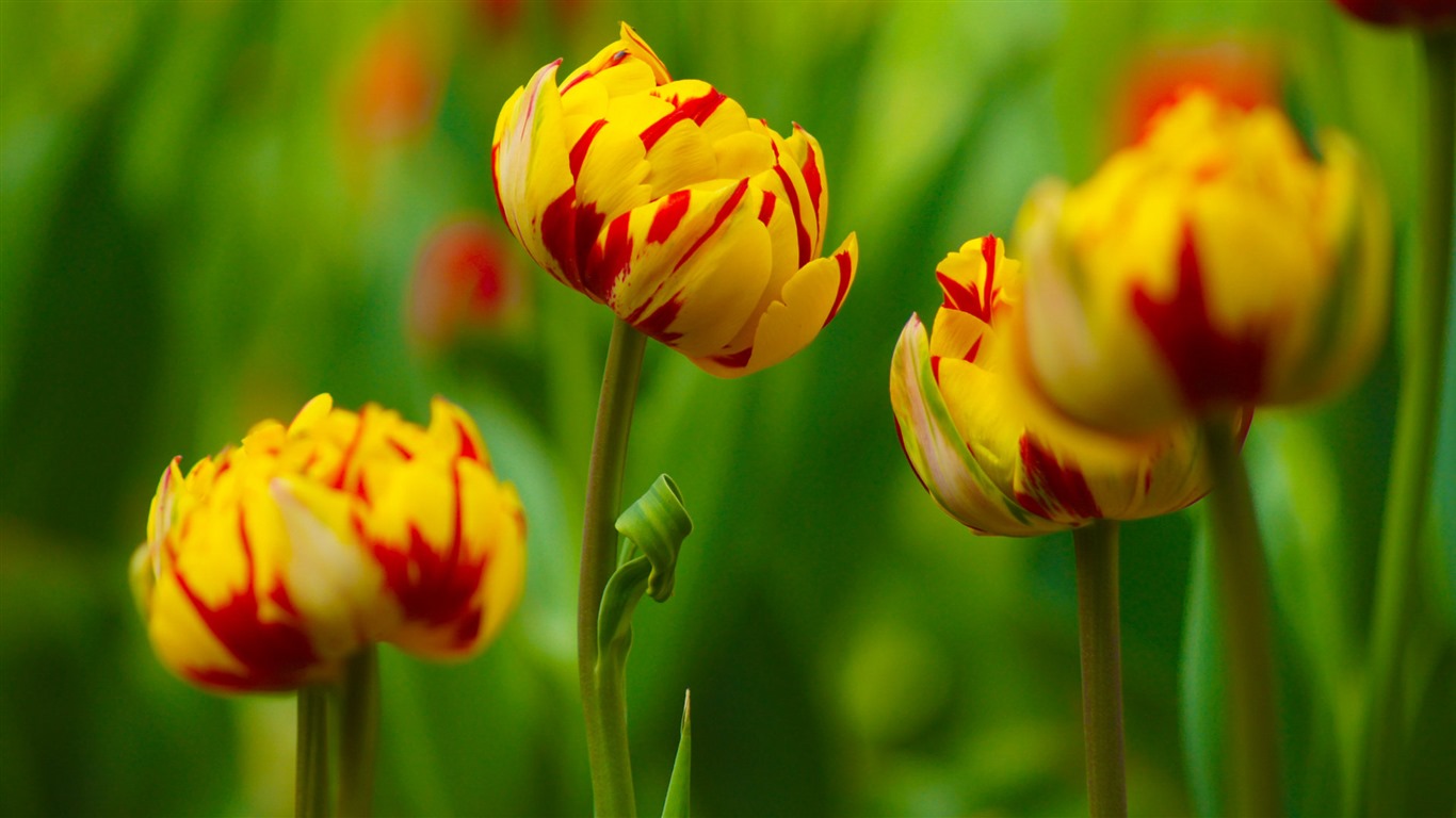 清新多彩的郁金香花 高清壁纸16 - 1366x768