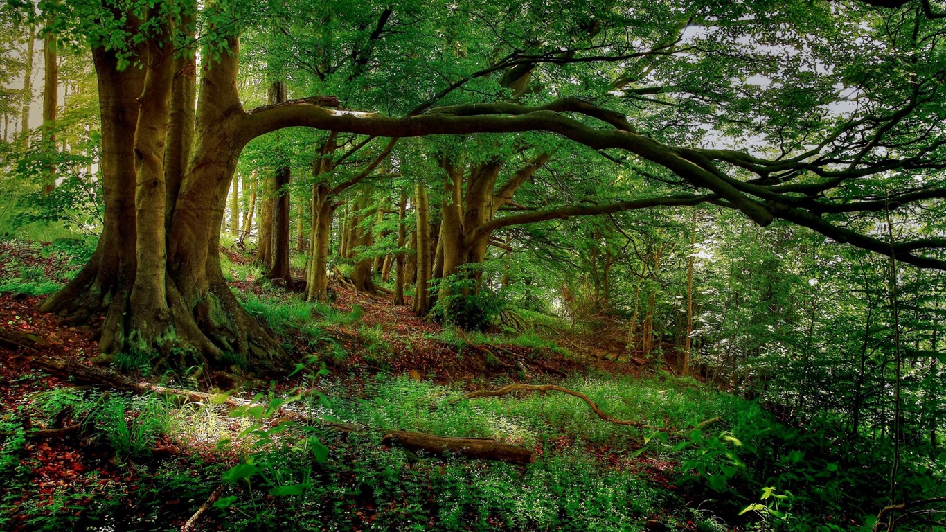 Les arbres, les montagnes, l'eau, lever et coucher du paysage de nature, fonds d'écran HD #22 - 1366x768