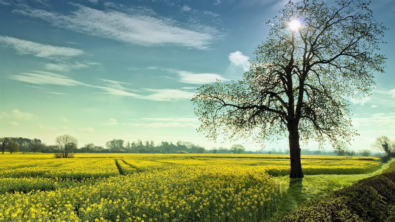 Les arbres, les montagnes, l'eau, lever et coucher du paysage de nature, fonds d'écran HD #27 - 1366x768