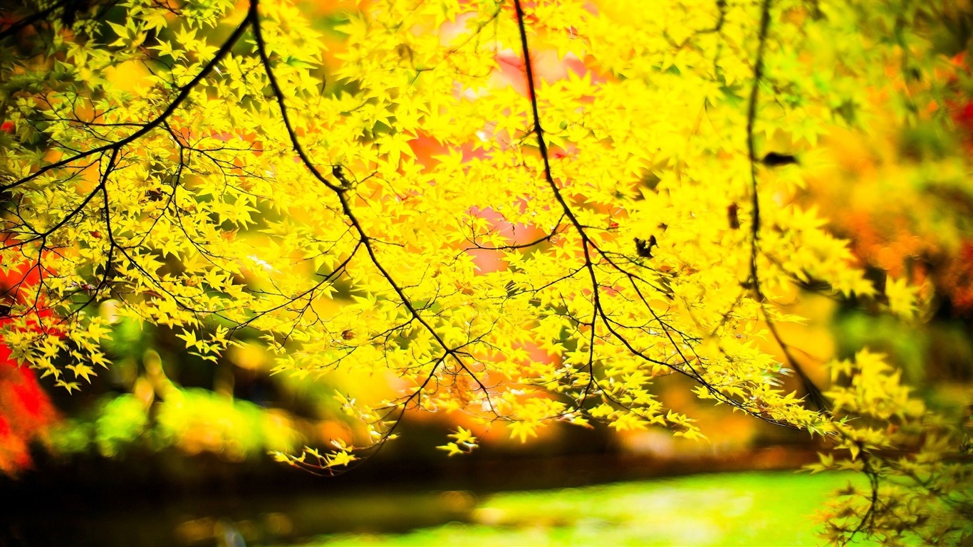 Les arbres, les montagnes, l'eau, lever et coucher du paysage de nature, fonds d'écran HD #30 - 1366x768