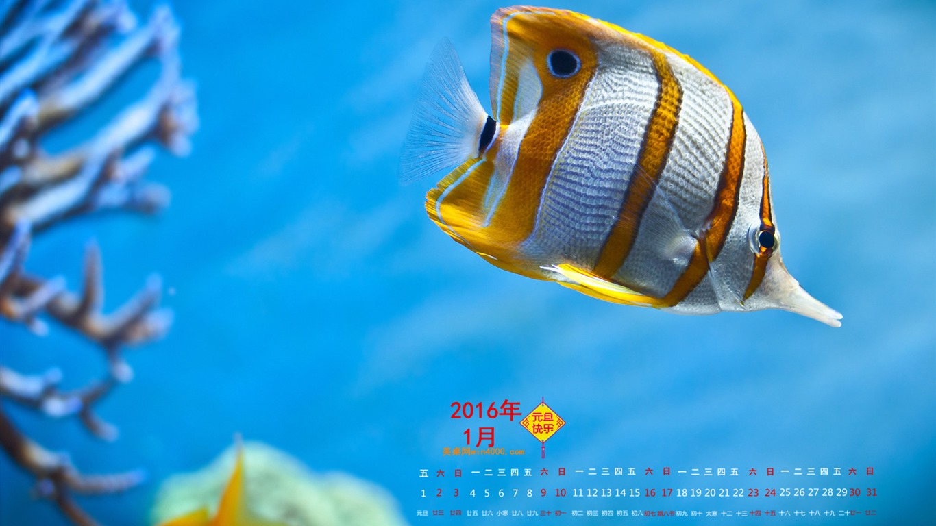 2016年1月 月曆壁紙(一) #9 - 1366x768