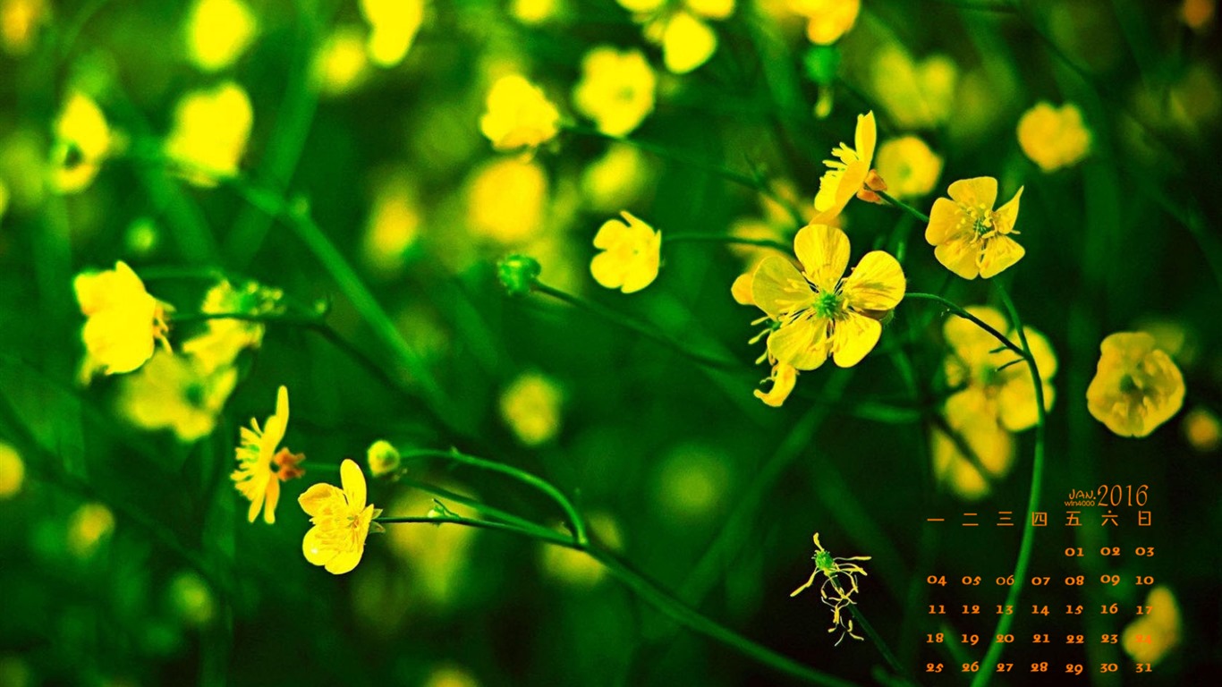 2016年1月 月曆壁紙(一) #12 - 1366x768