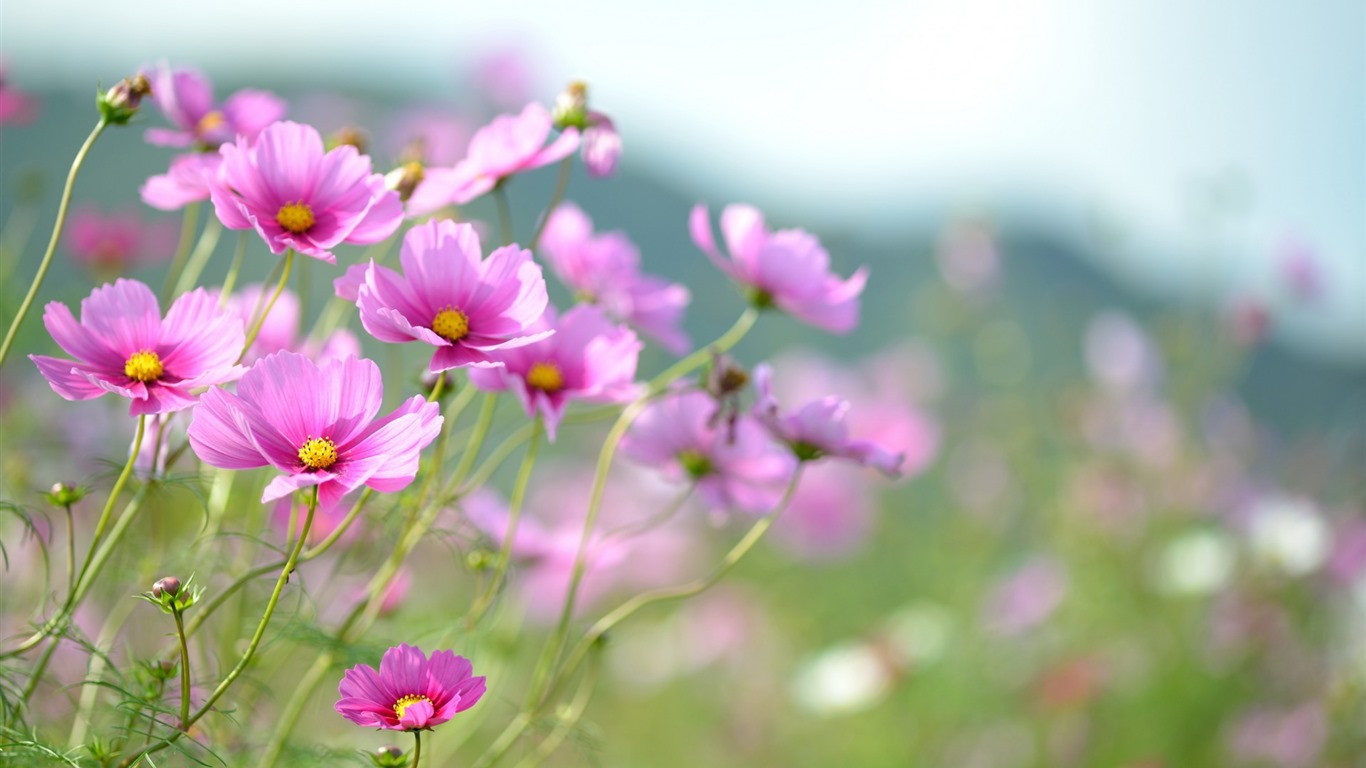 Gesang fonds d'écran fleurs de bureau #3 - 1366x768