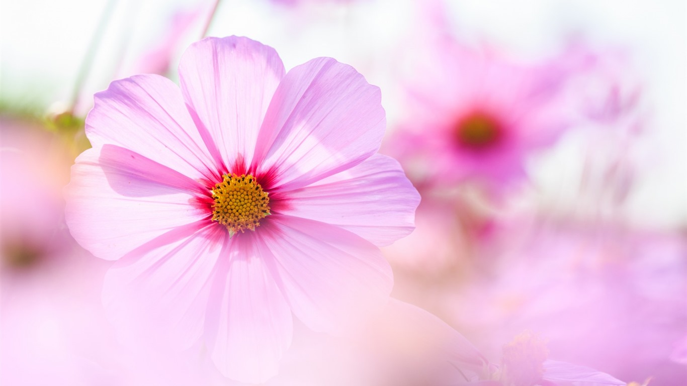 格桑鮮花桌面壁紙 #4 - 1366x768