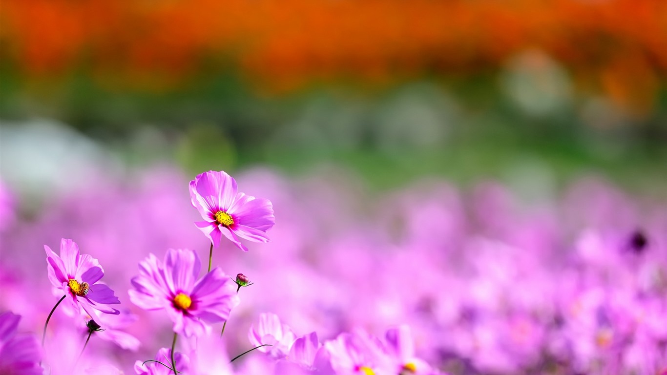 Gesang Blumen Hintergrundbilder #5 - 1366x768