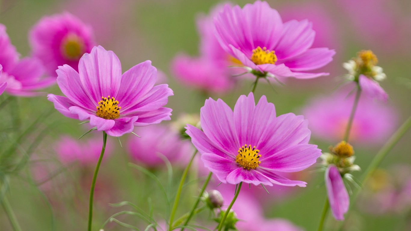 Gesang fonds d'écran fleurs de bureau #6 - 1366x768