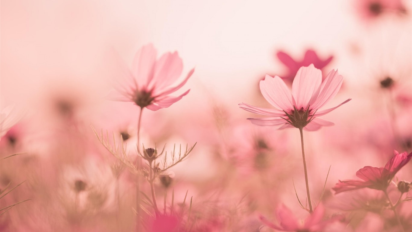 格桑鮮花桌面壁紙 #7 - 1366x768