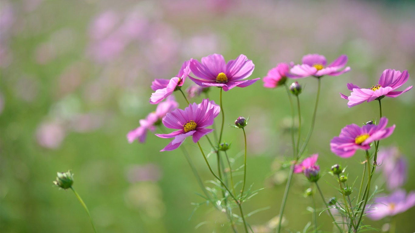 格桑鲜花桌面壁纸8 - 1366x768