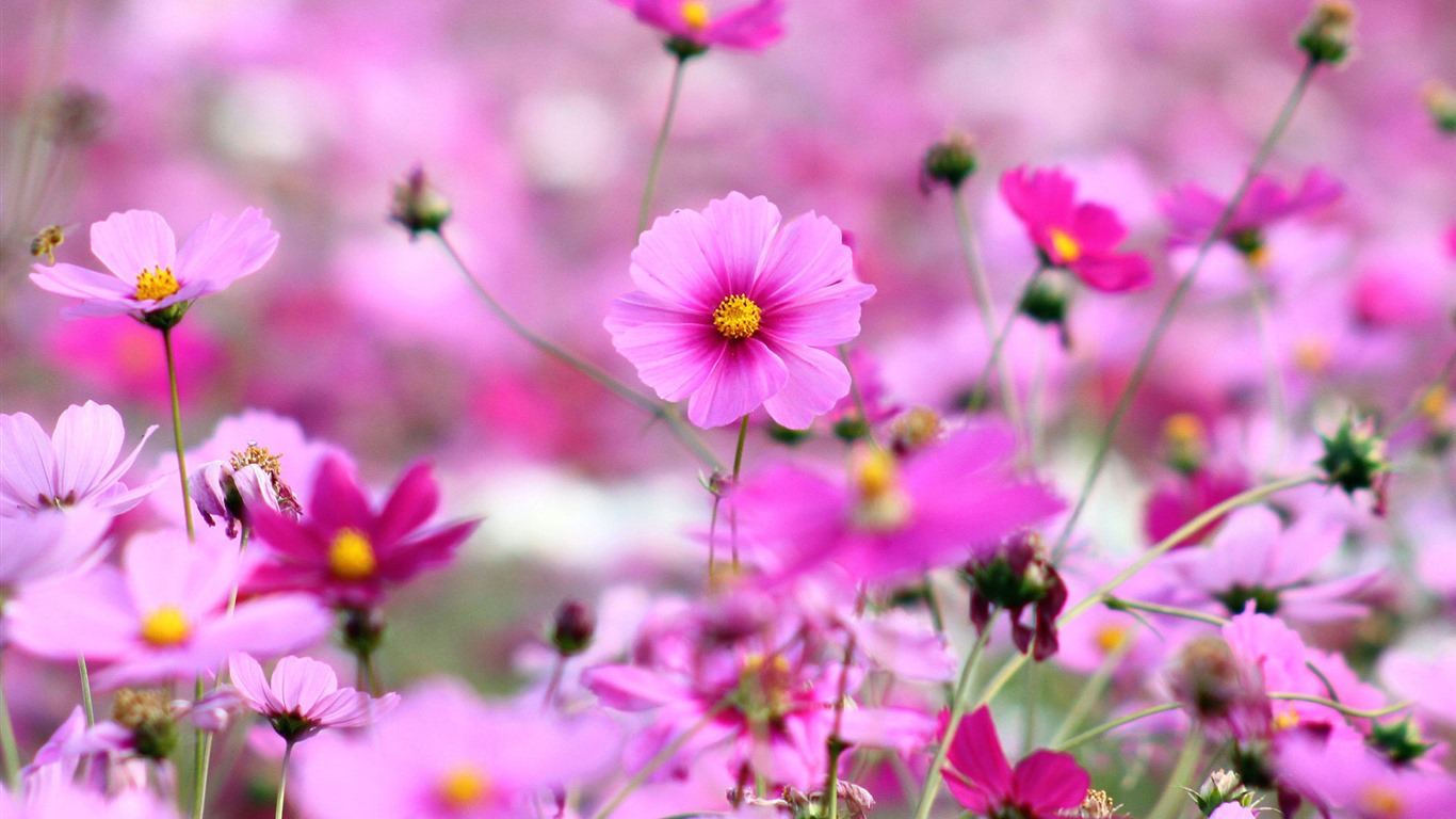 Gesang Blumen Hintergrundbilder #9 - 1366x768