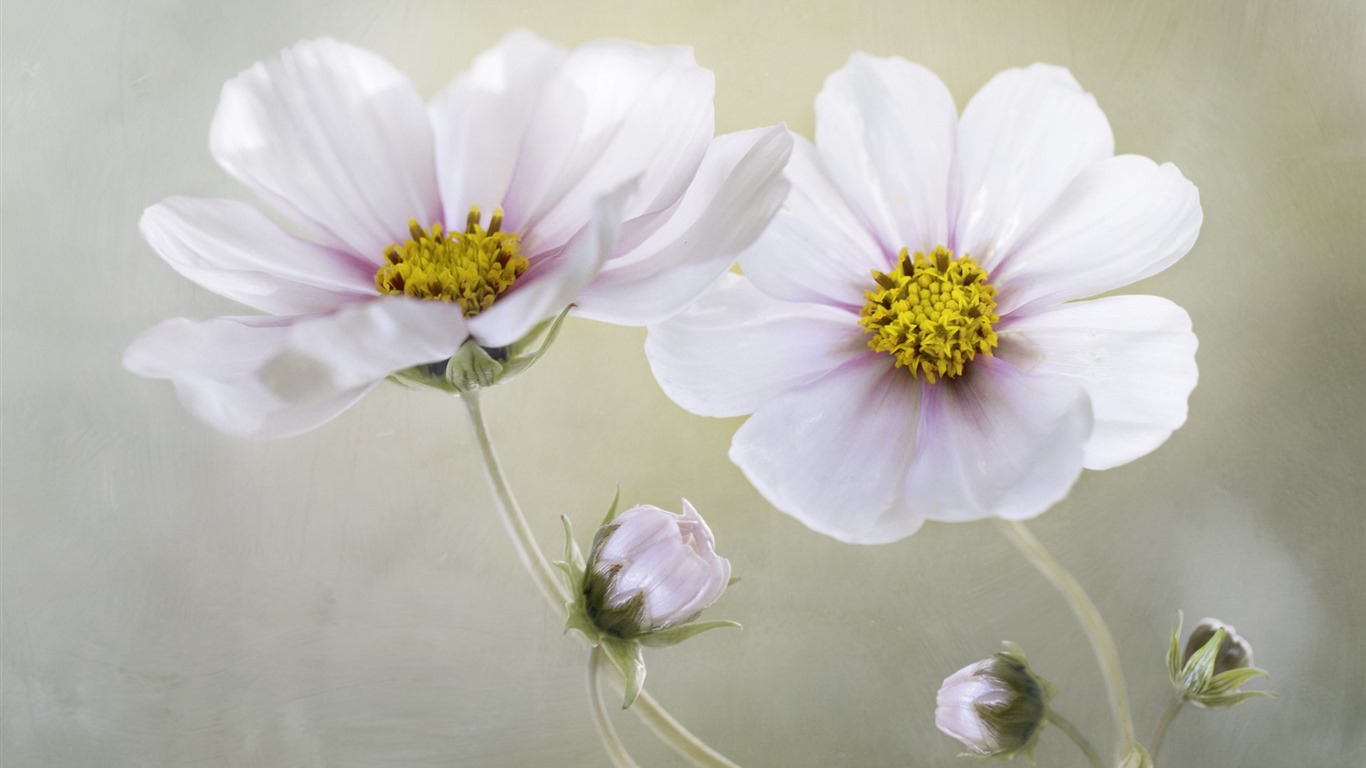 Gesang fonds d'écran fleurs de bureau #10 - 1366x768