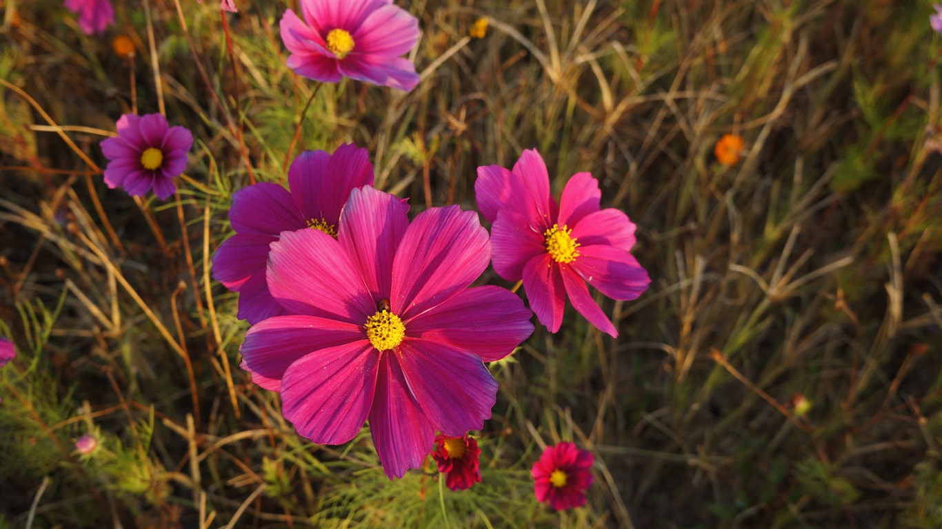 Gesang fonds d'écran fleurs de bureau #11 - 1366x768