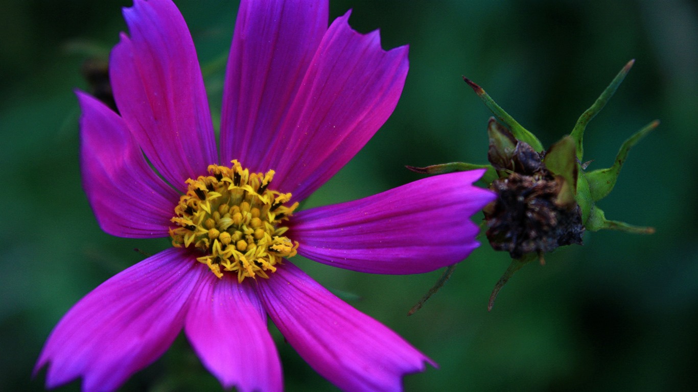 Gesang fonds d'écran fleurs de bureau #12 - 1366x768