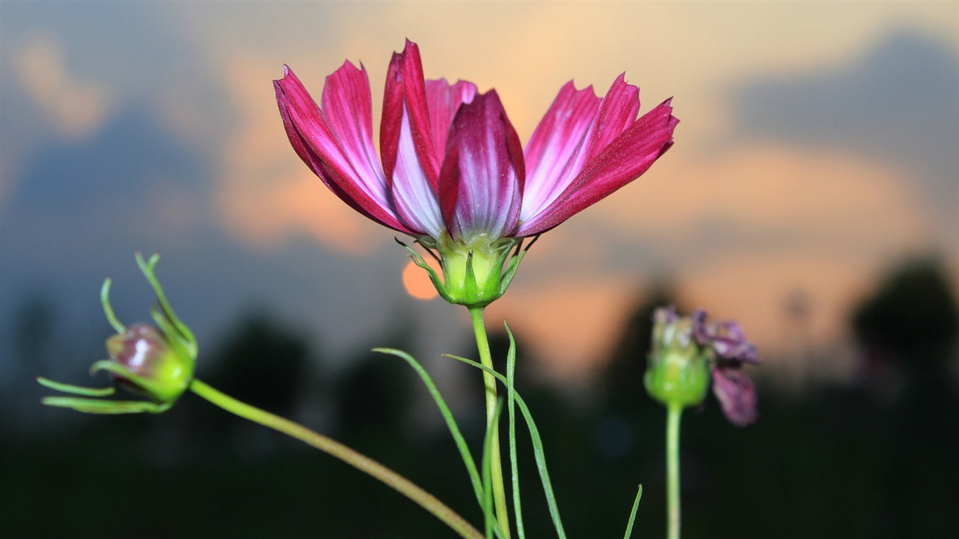 格桑鮮花桌面壁紙 #13 - 1366x768