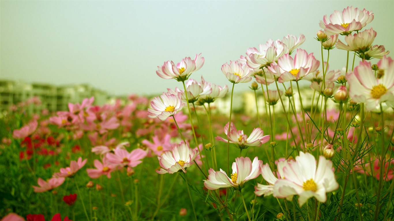 Gesang fonds d'écran fleurs de bureau #14 - 1366x768