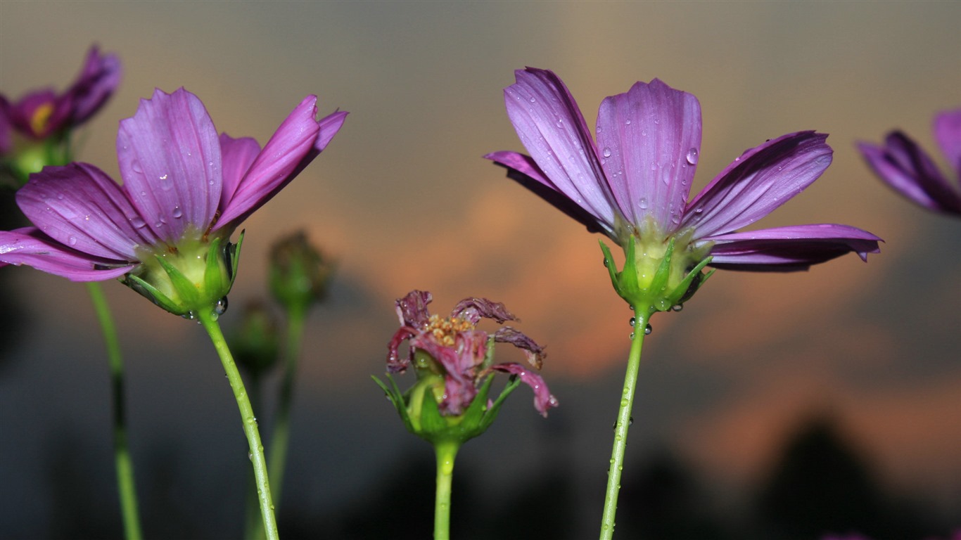 格桑鮮花桌面壁紙 #15 - 1366x768
