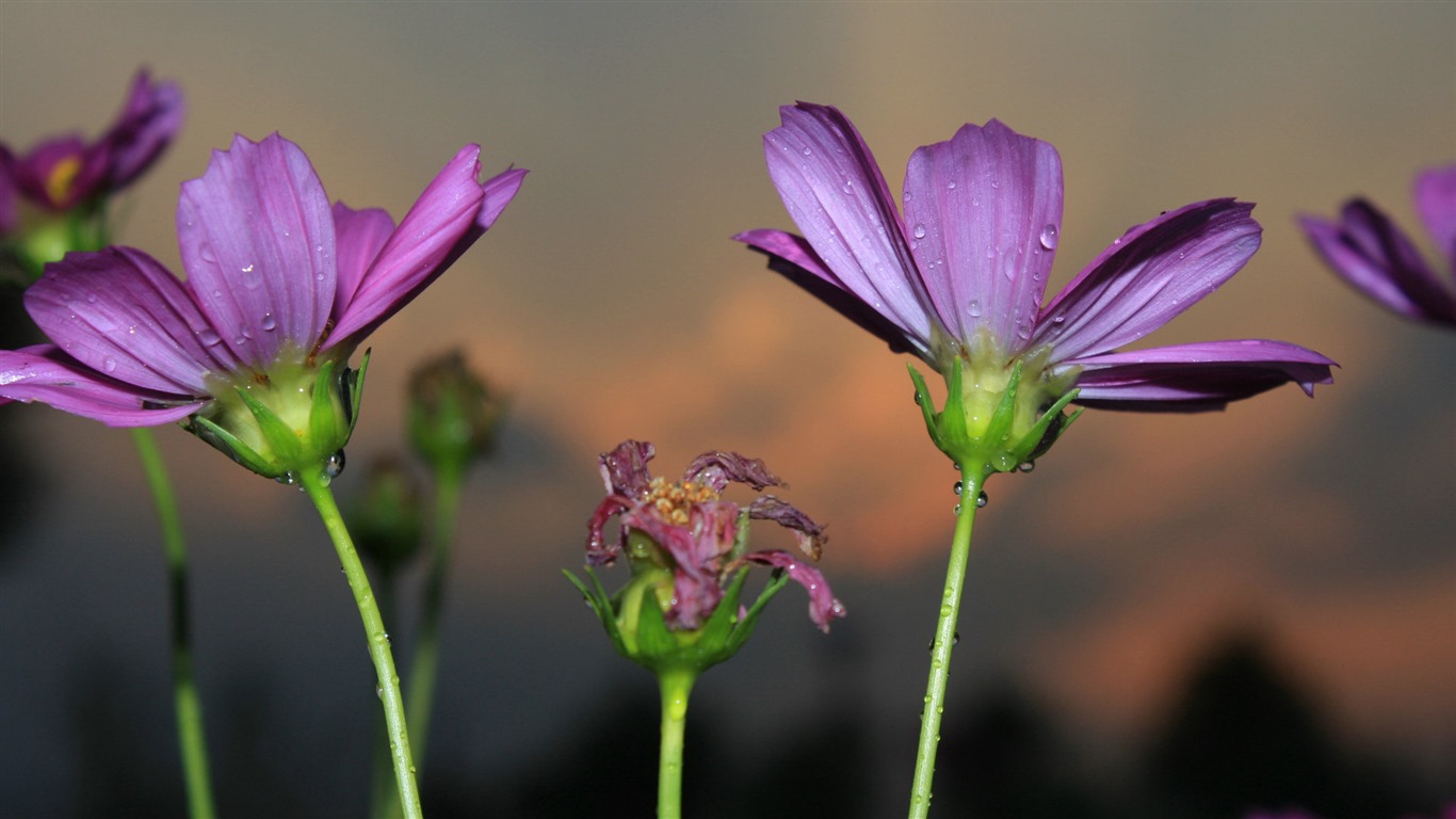 格桑鲜花桌面壁纸15 - 1366x768