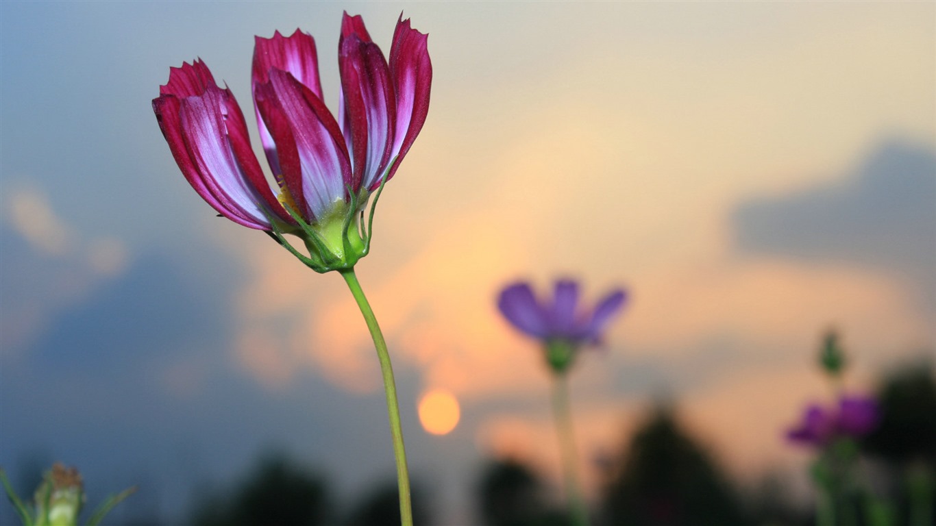 Gesang fonds d'écran fleurs de bureau #16 - 1366x768