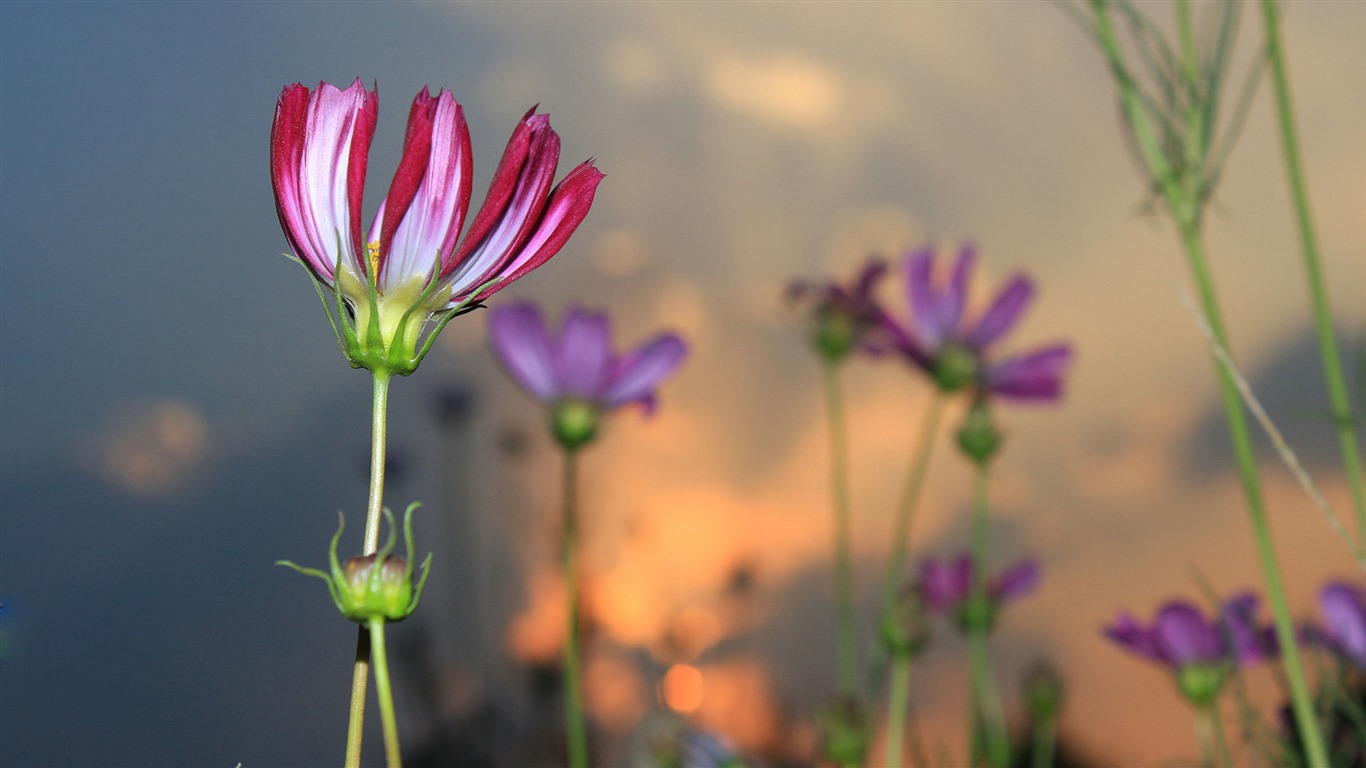 Gesang fonds d'écran fleurs de bureau #17 - 1366x768