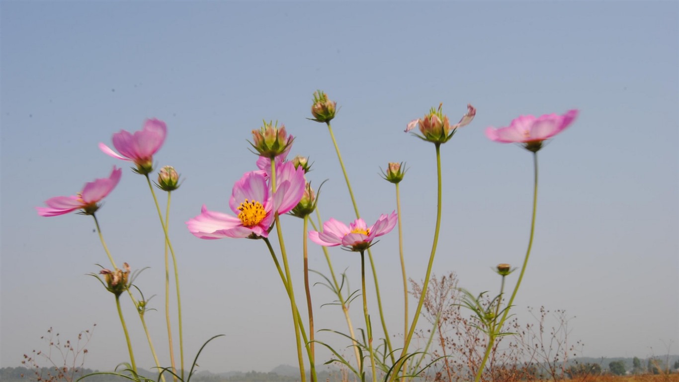 Gesang fonds d'écran fleurs de bureau #19 - 1366x768