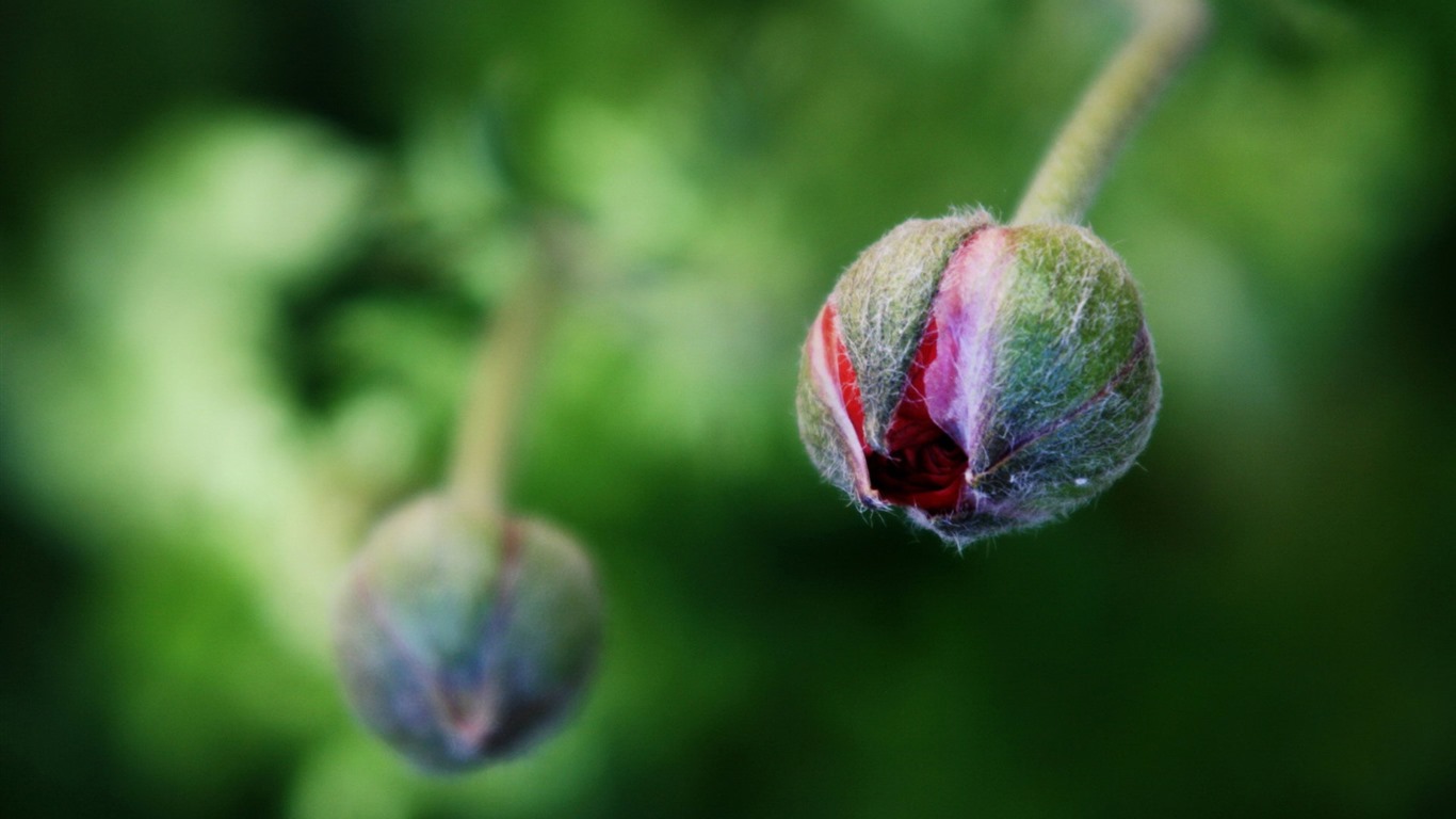 鮮花和植物春天主題壁紙 #2 - 1366x768